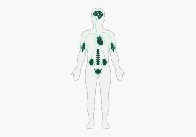 A human body with the brain, heart, muscles and kidneys highlighted