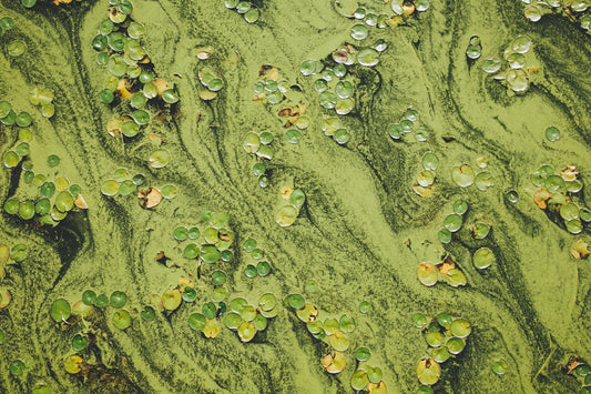 Where Most Omega-3 Comes From: Microplastics, Heavy Metals, and the Case for Algae