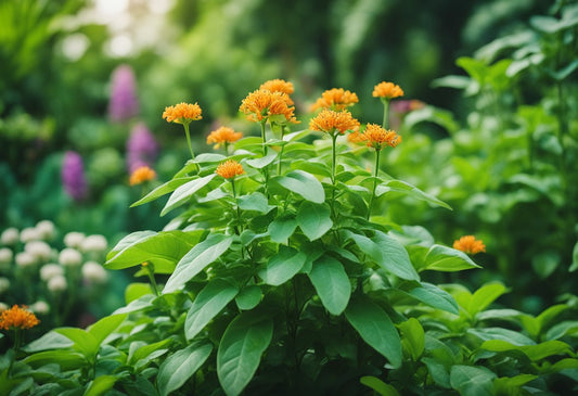 What Ashwagandha Does: Exploring Its Health Benefits and Effects