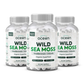 Wild Sea Moss